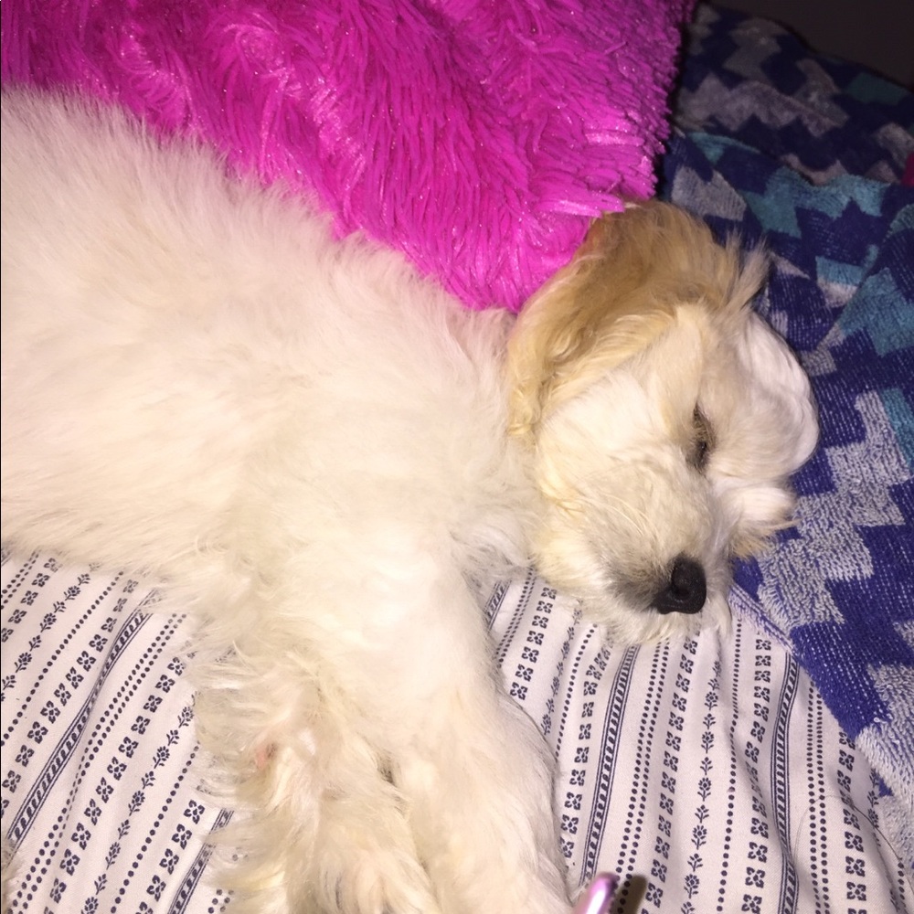 Meet your Posher, Rosemary